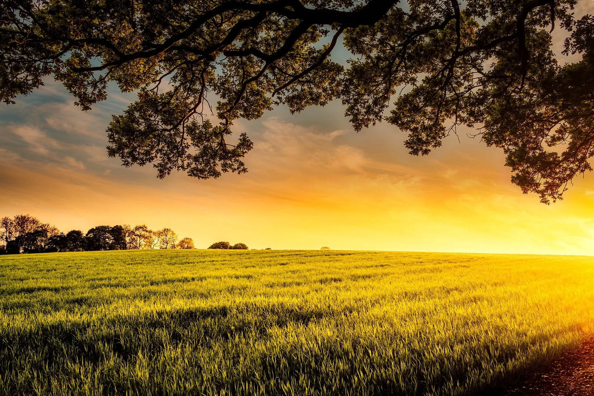 Other Wines of the World – England!